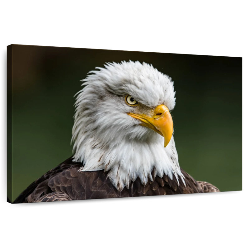 Brampt Bald Eagle Stare, 16" H x 24" W