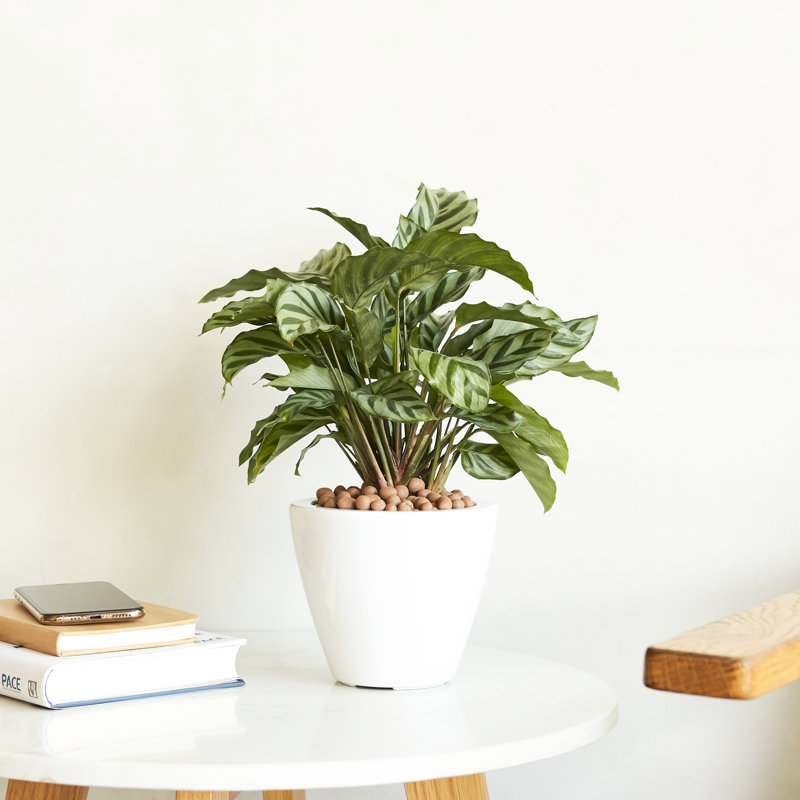 Smart Self-Watering Planter Pot 2 - White Round Cone For Garden Lovers Indoor And Outdoor, White