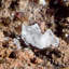 Adamite et calcite sur limonite. Mapami, Mexique