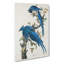 Columbia Jay - Wrapped Canvas Painting-55371521