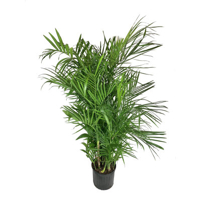 Bamboo Palm - Live Plant in an Growers Pot -Chamaedorea Seifrizii - Extremely Rare Palms from Florida