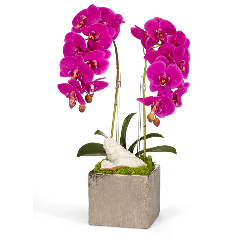 Orchids Arrangement in Planter, Fuschia