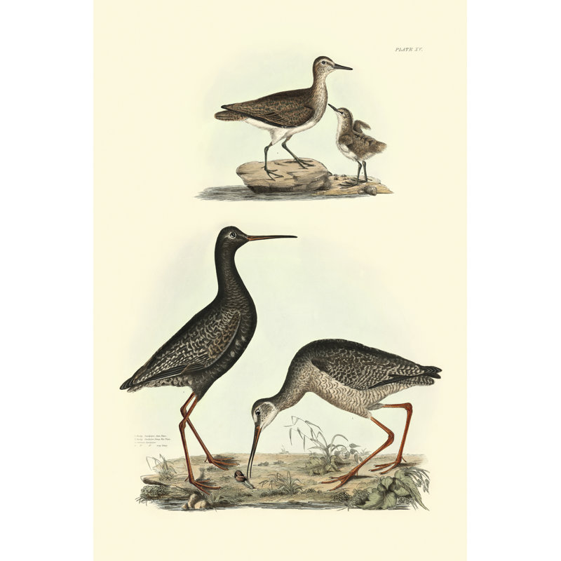 Selby Sandpipers I - Wrapped Canvas Painting, 46cm H x 30cm W x 3.8cm D