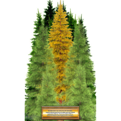 «Golden Spruce Most Famous Trees» en carton