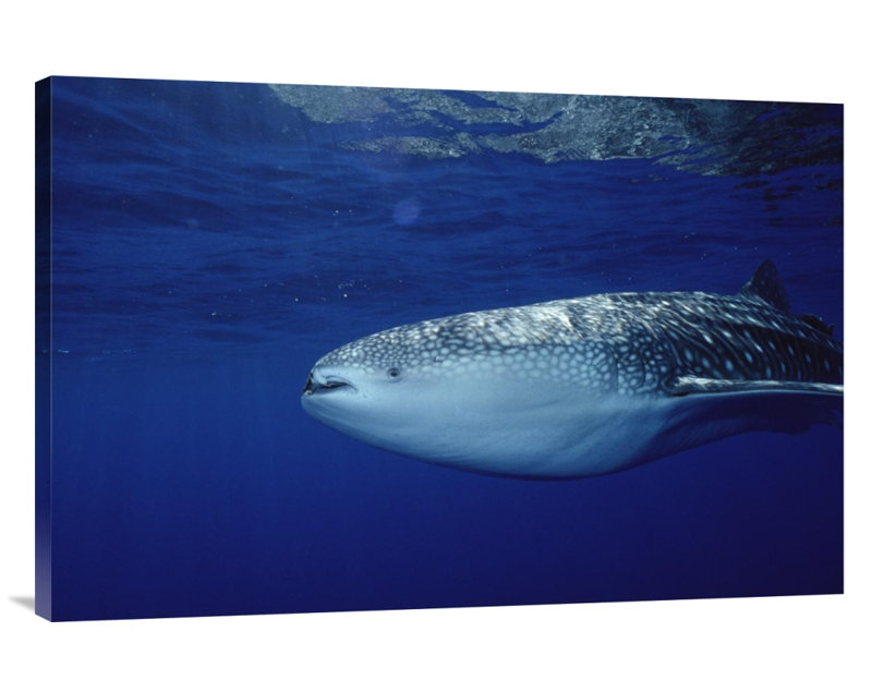 Whale Shark Portrait, Largest Shark Species, Cocos Island, Costa Rica - Single Picture Frame Photograph on Framed Canvas