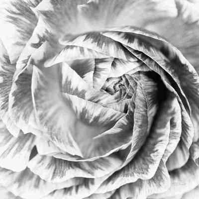 Renoncule abstrait IV BW Light