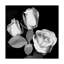 «Three Roses Black and White» par Dosta, impression sur toile tendue-29223395