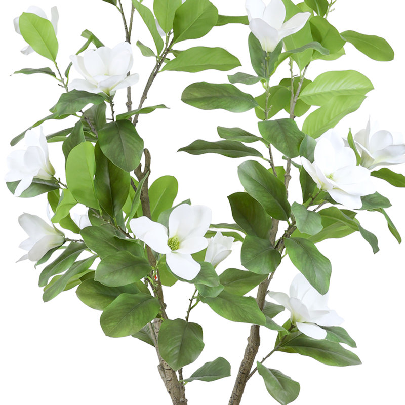 Magnolia