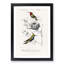 Bird Illustrations PL. 5D by Charles D' Orbigny - Single Picture Frame Painting-55457211-55457209