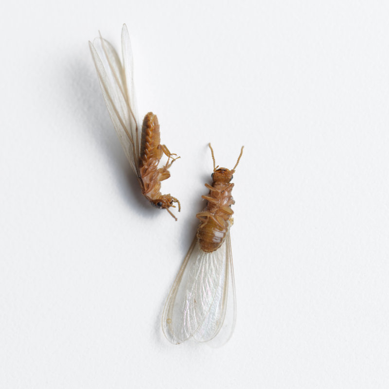 «Termite White Ant» sur toile, H 12 po x l 12 po