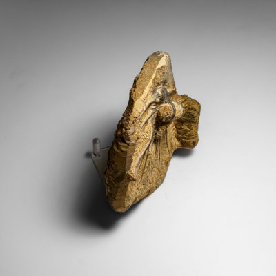 Véritable Dicranurus Monstrosus Trilobite sur une matrice (2 lb)
