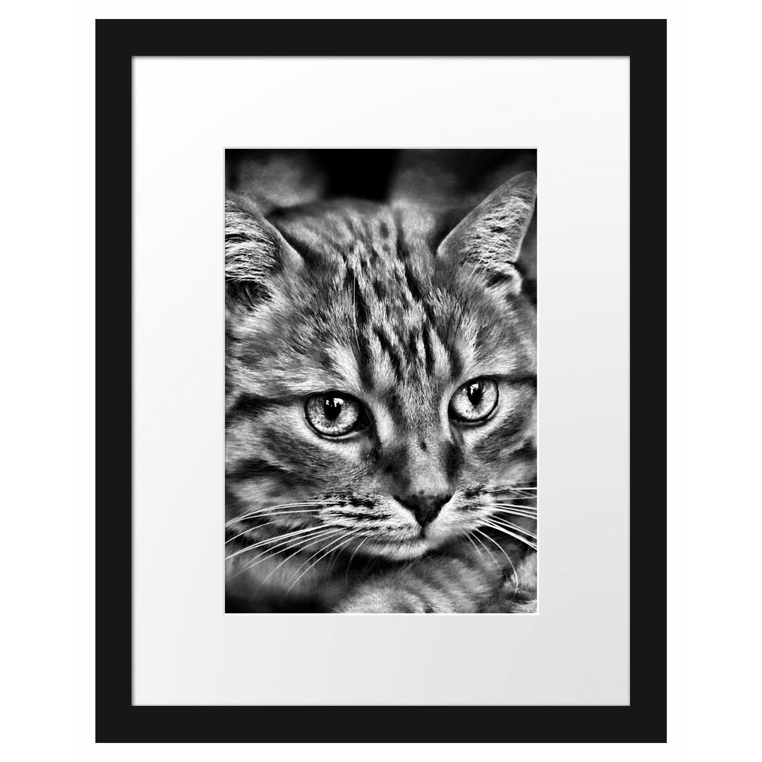 Wunderschöne Hauskatze Gerahmte Fotokunstdruck Poster