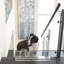 Low Clear Pet Gate Panel-1558938253