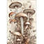 Tapis décoratif lavable à motif champignon-88933745