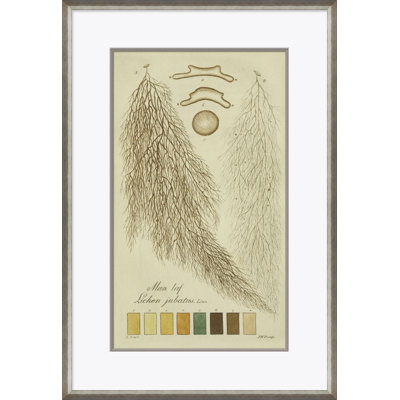 Lichen Studies, John Peter Westring, 1808 Giclee Print by Paul Cezanne
