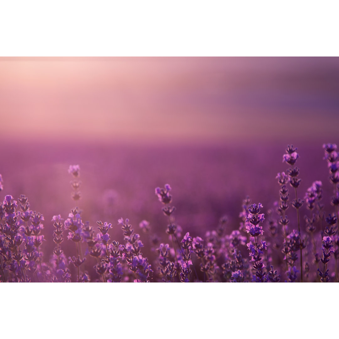 Blurred Summer Background Of Wild Grass And Lavender Flowers by Liusol - Wrapped Canvas Print