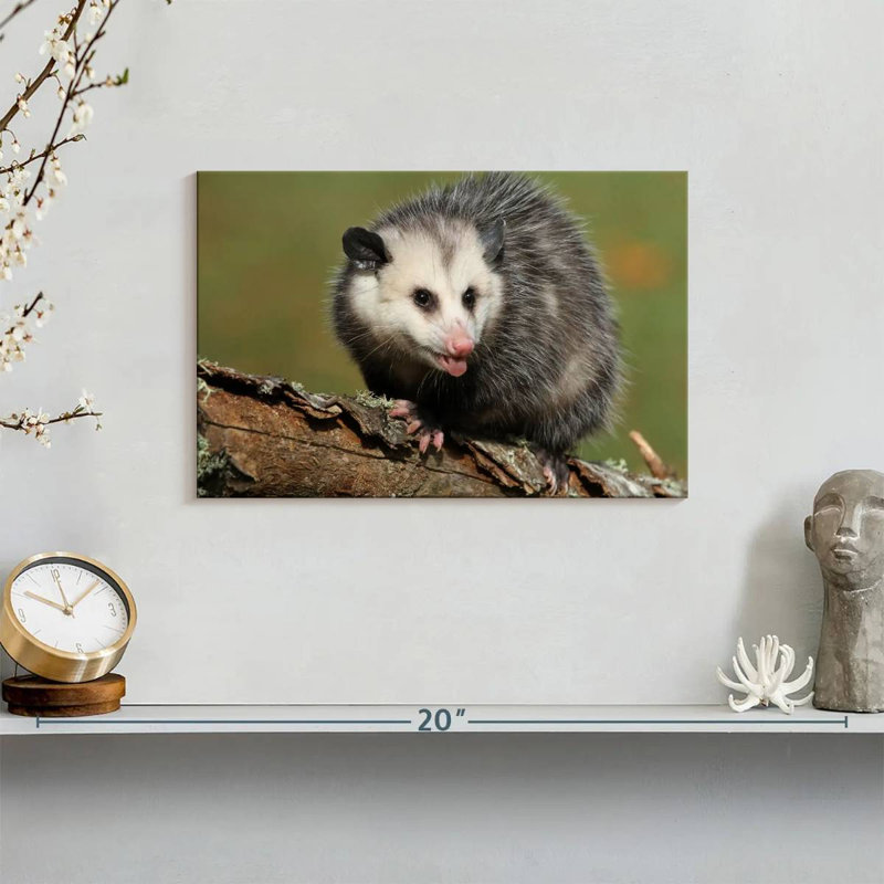 Brampt Angry Opossum, 8" H x 12" W