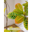 Ornement artificiel en ficus artificiel pour salon