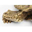 Turtle Large Decorative Figurine-39125163