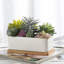 Ember 2 - Piece Artificial Succulent in Pot Set