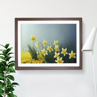 Showstopping Daffodil Flowers - Framed Print