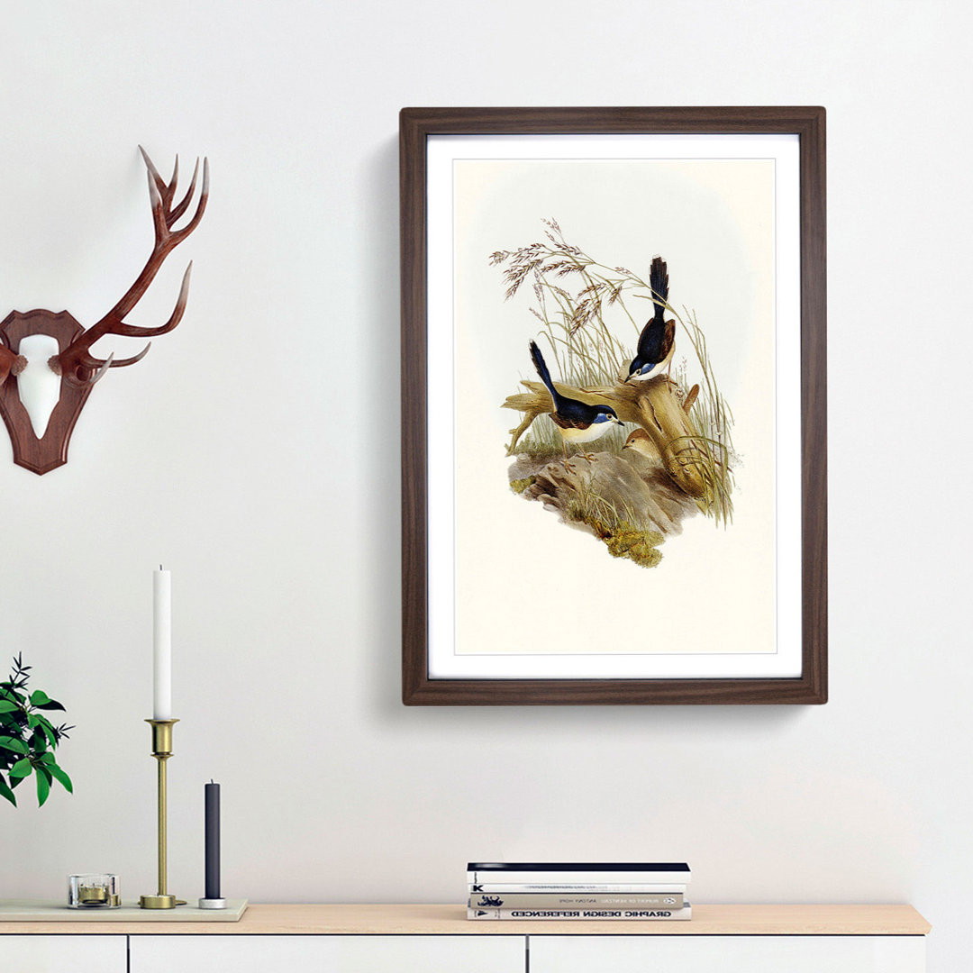 Fawn-breasted Superb Warblers by Elizabeth Gould - Picture Frame Painting Print