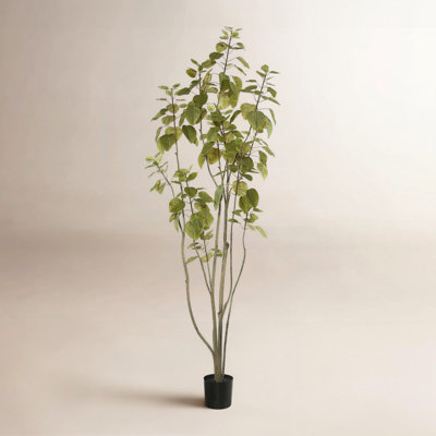 Cotinus Coggygria Tree in Pot