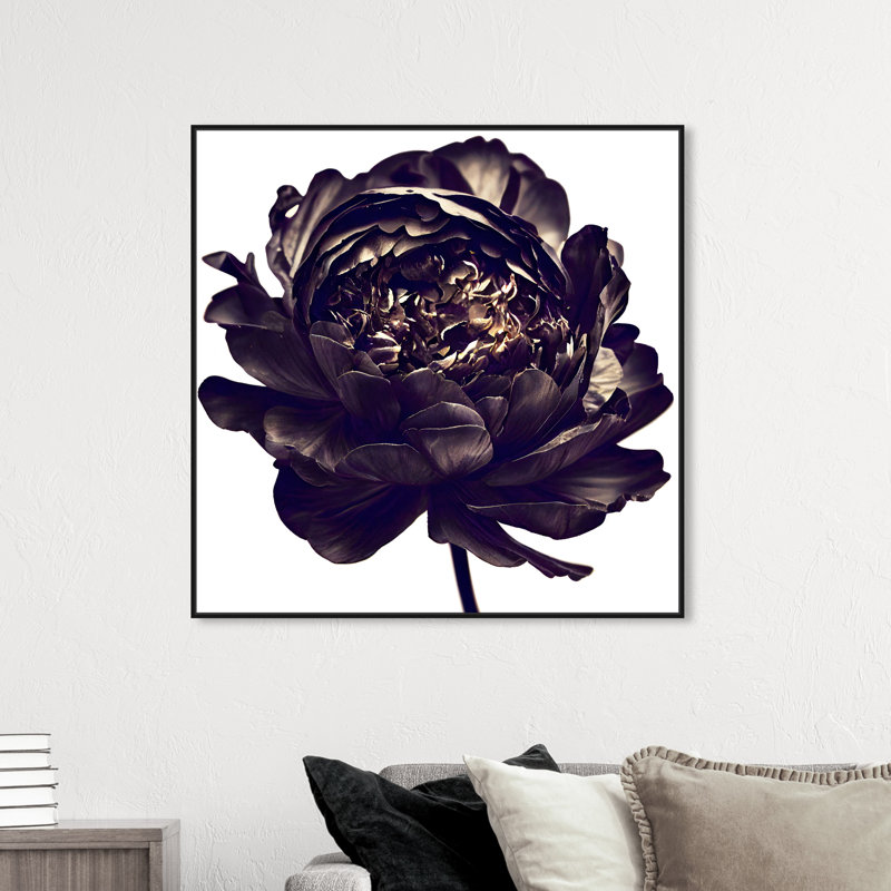 Pivoine noire - Impression sur toile, Cadre noir, H 41 po x l 41 po