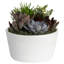 Succulent in Planter