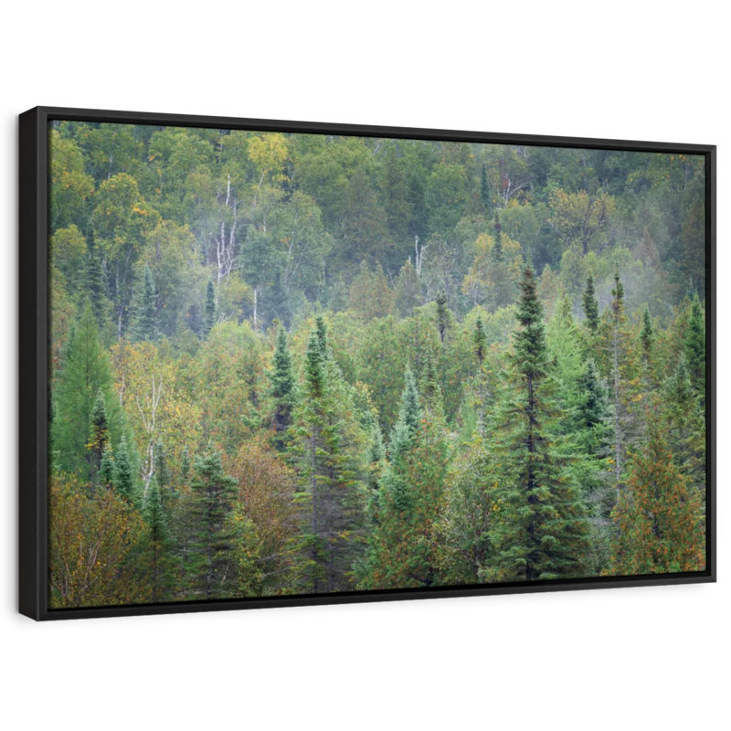 " Superior National Forest Canvas Print ", 9" H x 13" W