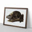 Raccoon by J.W. Audubon - Picture Frame Painting Print-55765324-55765321