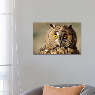 Owl by Goran Anastasovski - Wrapped Canvas Print