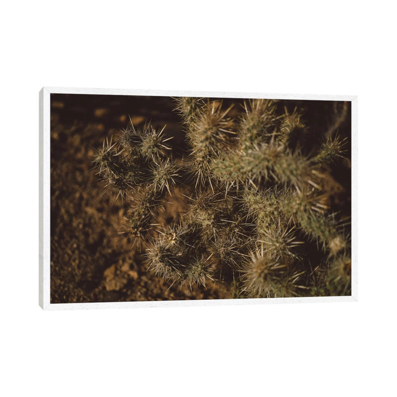 Joshua Tree Cactus by Bethany Young - Print on Canvas, 45.72cm H x 66.04cm W x 3.81cm D, White Framed