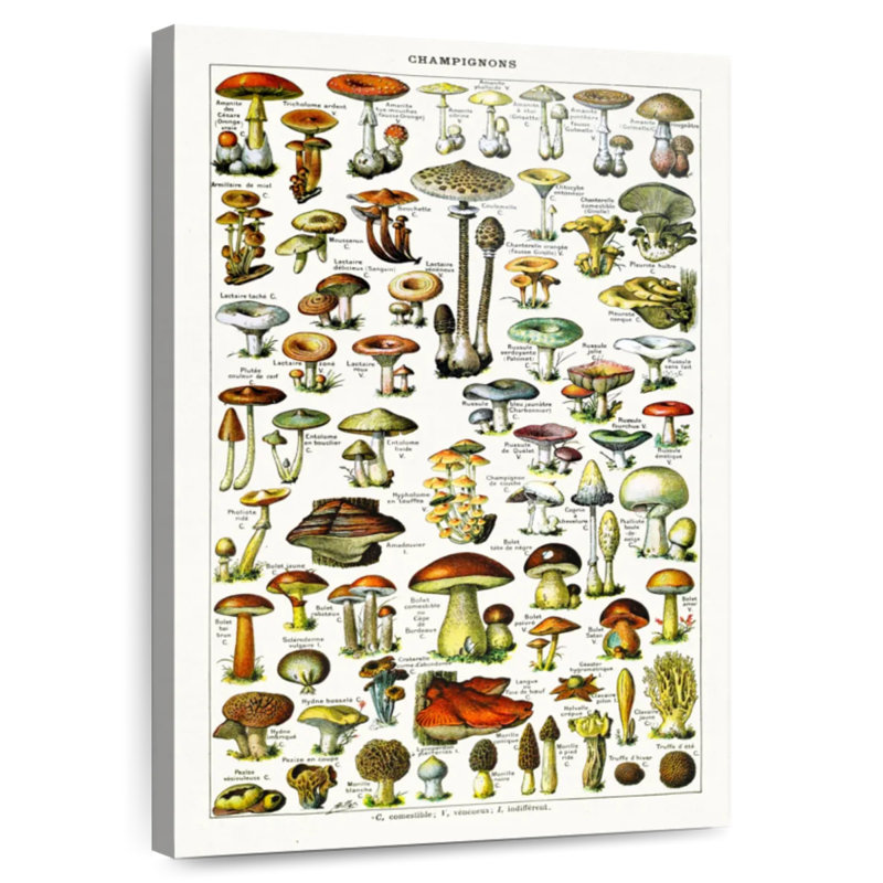 Yarlin Mushroom Varieties, 39" H x 26" W