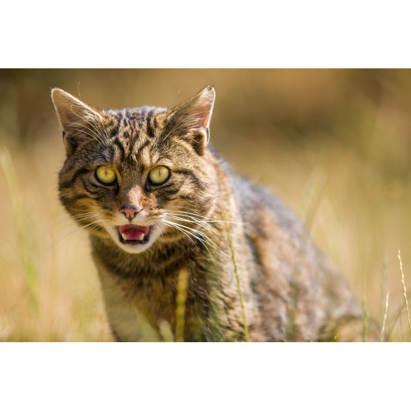 Scottish Wildcat by Turbohampster - Wrapped Canvas Print, 81cm H x 122cm W