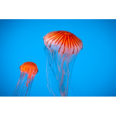 Two Striped Orange Jellyfish by Ryasick