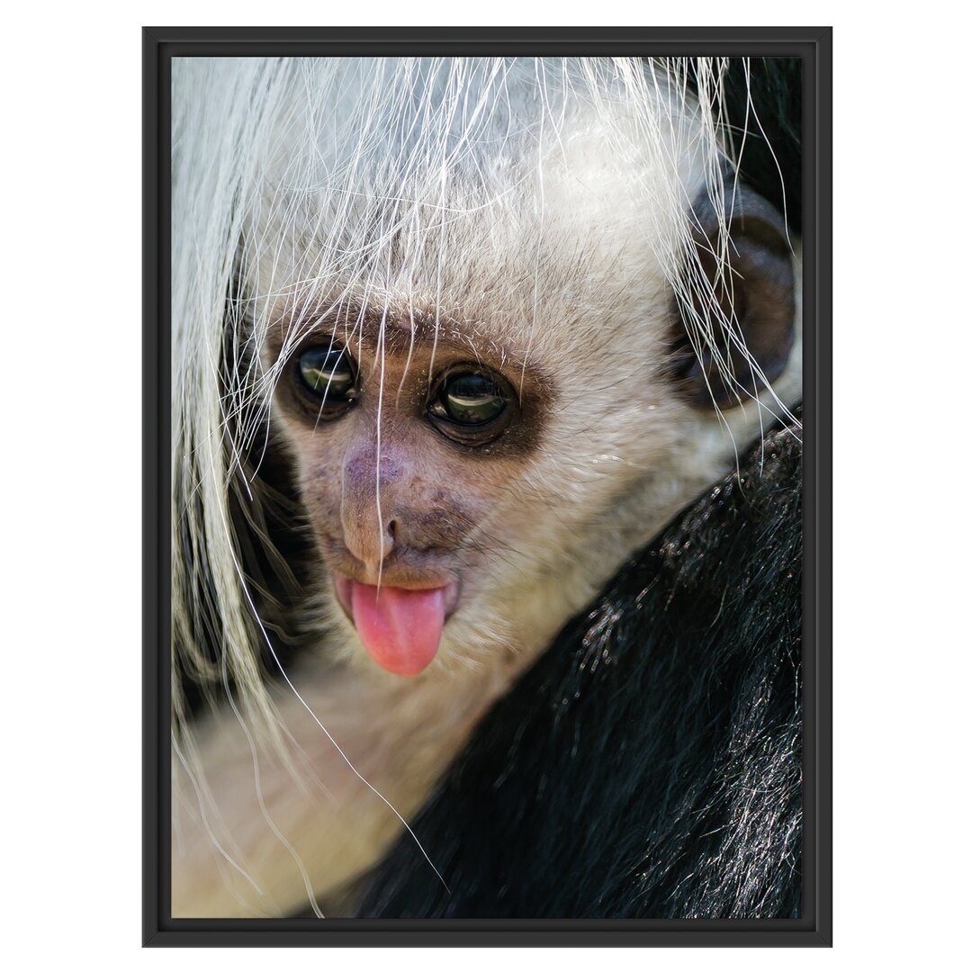 Gerahmtes Wandbild kleines Colobus-Äffchen