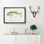 An Illustration Of A Wrasse Fish by F.E. Clarke Framed Print-55545021-55545022