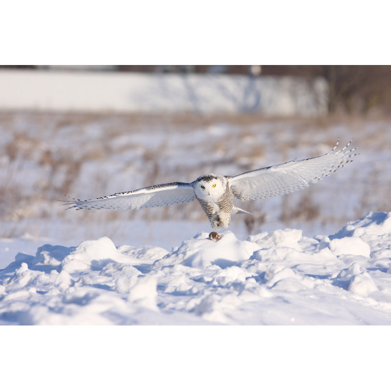 Snowy owl, 20cm H x 30cm W
