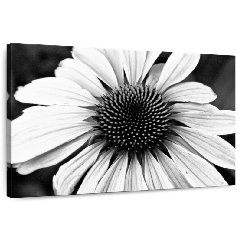 Harnek Daisy Floral Symphony I, H 34 po x l 51 po