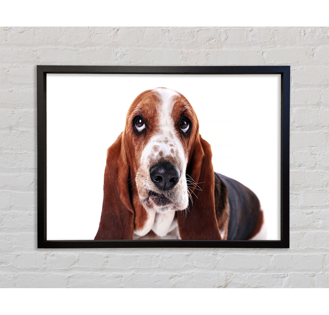 Basset Hound Look - Einzelner Bilderrahmen Kunstdrucke auf Leinwand