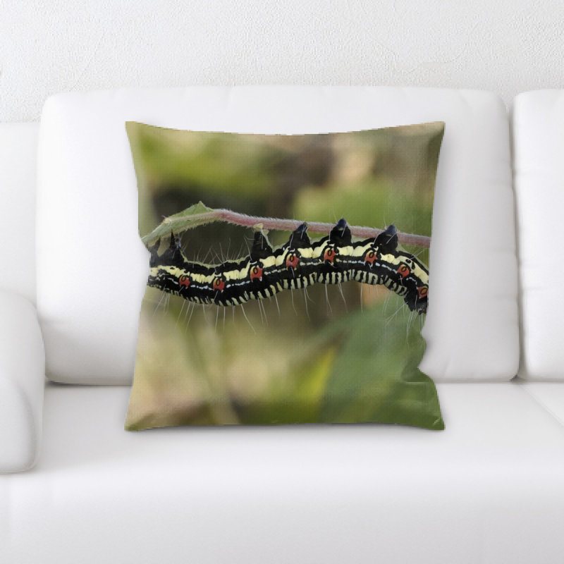 Coussin arcte coerula