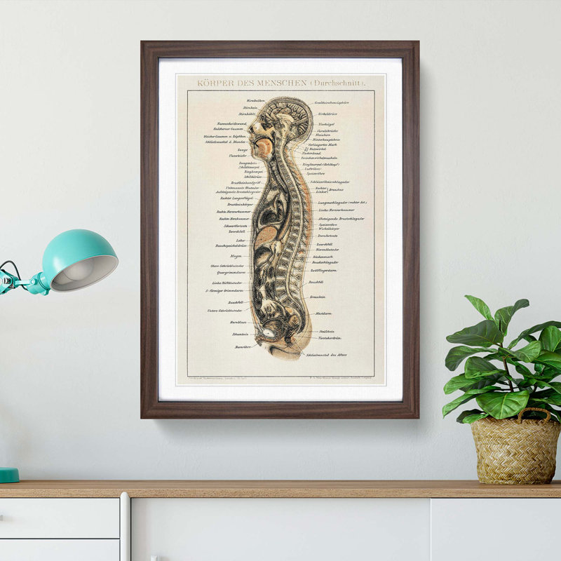 Anatomy Chart in German - Framed Print, 87cm H x 62cm W x 2cm D, Walnut Framed