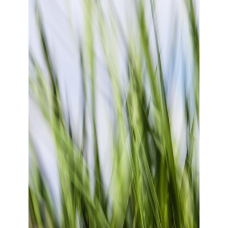 Grasses_1326 par Rica Belna - photographie, Toile tendue, H 32 po x l 24 po
