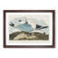 Two Kittiwake Gulls by John James Audubon - Picture Frame Painting Print-55614763-55614764