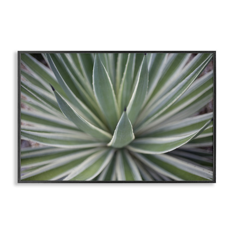 «Striped Plant Leaves», art de la giclée encadrée par Susan Bryant, Giclée encadrée noir minuit, H 12 po x l 18 po