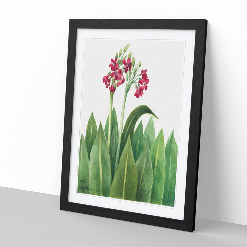 Primrose by Mary Vaux Walcott - Picture Frame Painting, Black Framed, 65cm H x 48cm W x 2cm D