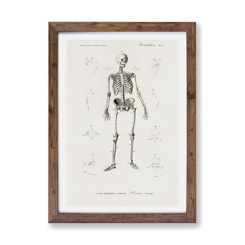 Human Skeleton by Charles d Orbigny - Framed Print, Walnut, 45cm H x 63cm W x 2cm D