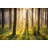 Rays Penetrating Forest - Wrapped Canvas Print-96965828