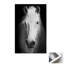Print on Canvas-896632810-896632811